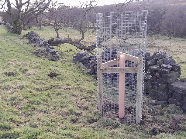 Tree planted along a boundary wall to replace an old fallen tree