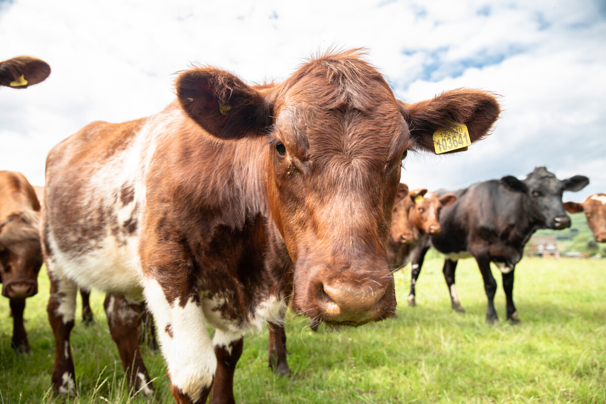 Close up photo of a shorthorn cattle breed emerging from a herd. Credit Charlie Fox.