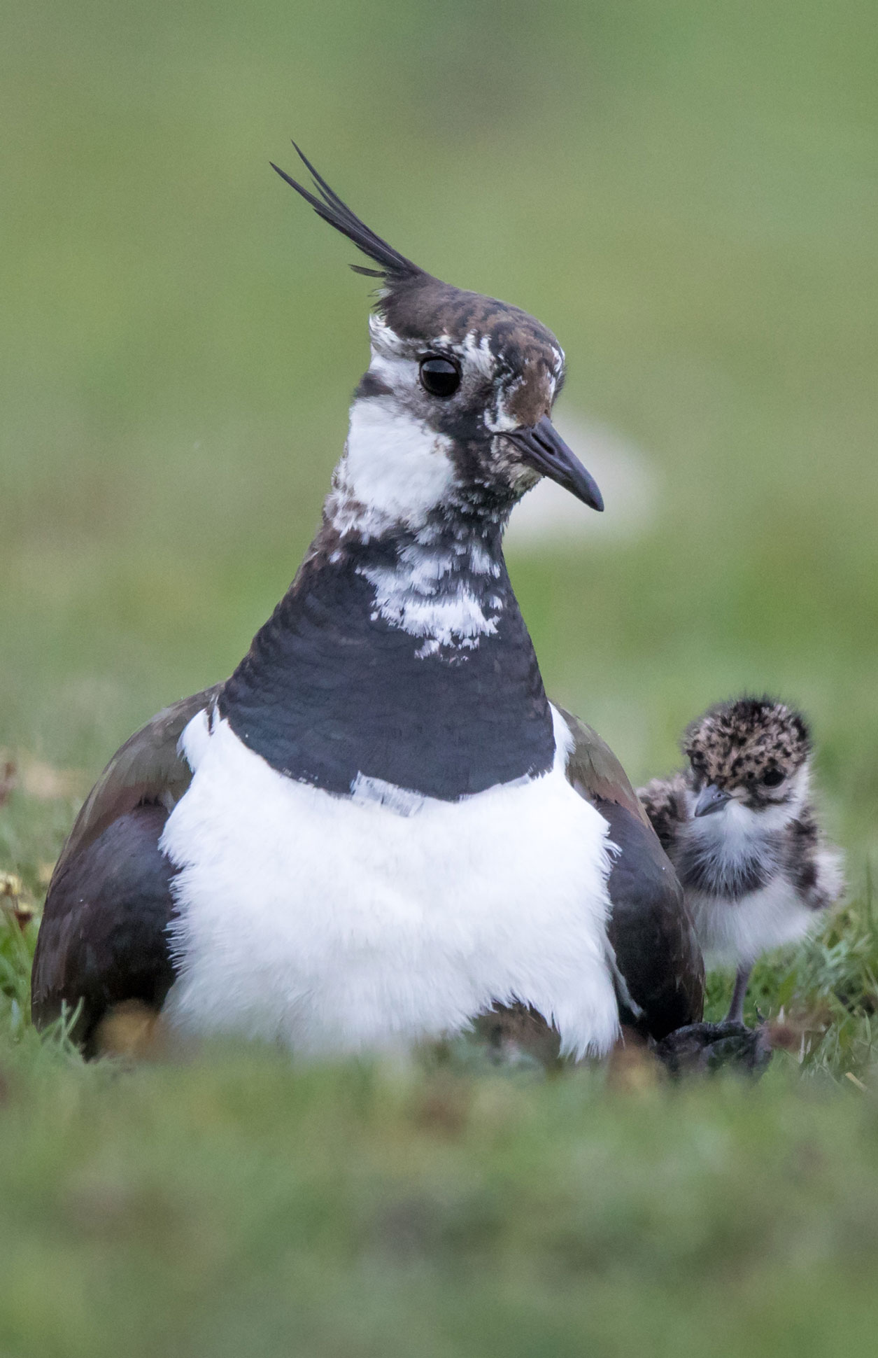 Adult lapwing sitting next a lapwing chick on short grass. Credit Paul Harris.