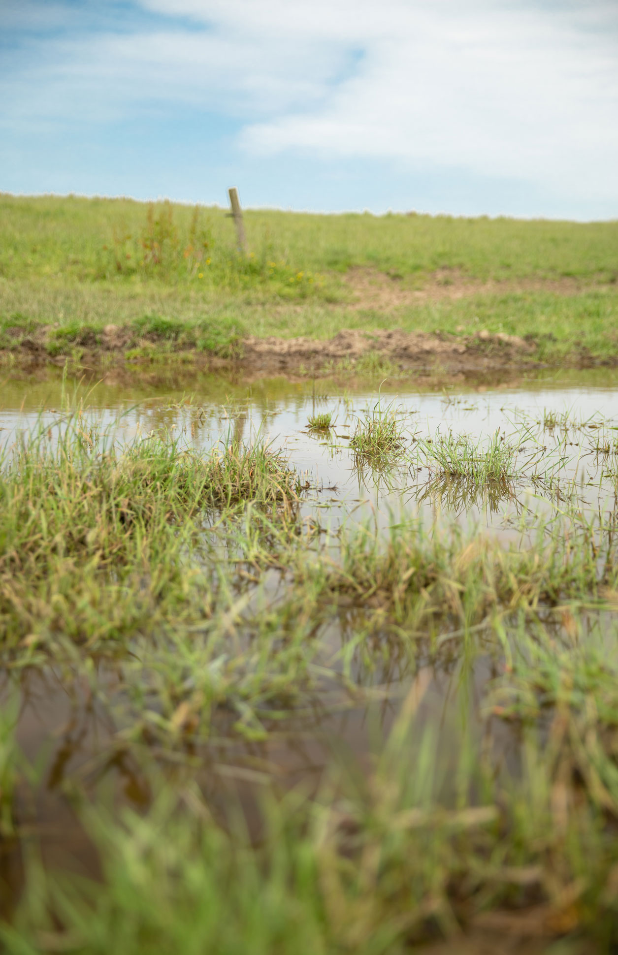 Newly created wetland area among a field. Credit Charlie Fox.