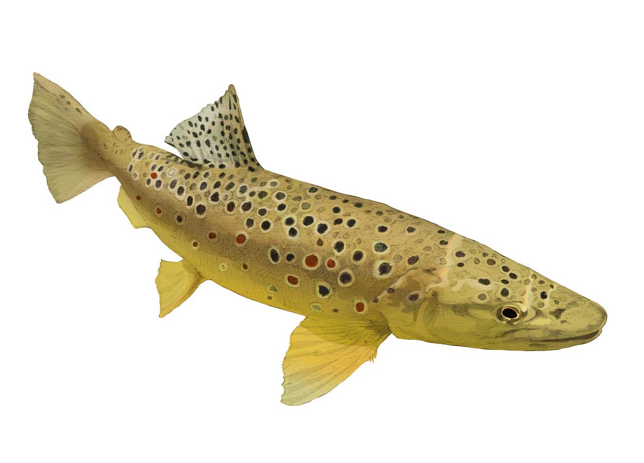 Brown trout illustration by Nick Ellwood.