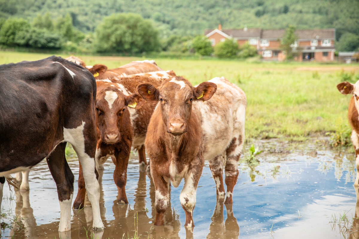 A small herd of cattle among a wetland area at the side of a field. Credit Charlie Fox.