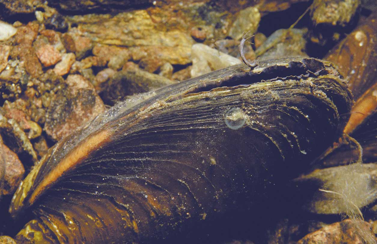 Freshwater pearl mussel. Credit Sue Scott.