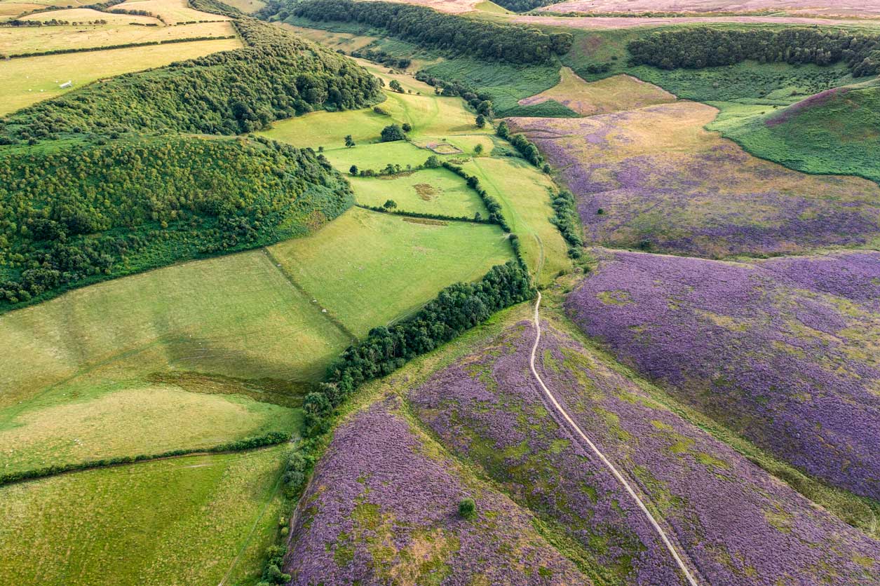 Aerial view of a vibrant landscape featuring alternating patches of lush green fields and vivid purple heather blooms, with a narrow path winding through the terrain. Credit Paul Kent.