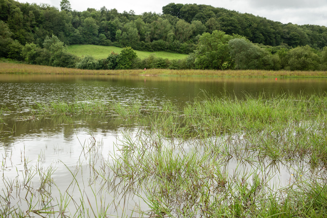 Newly created large pond. Woodland in the background. Credit Charlie Fox.