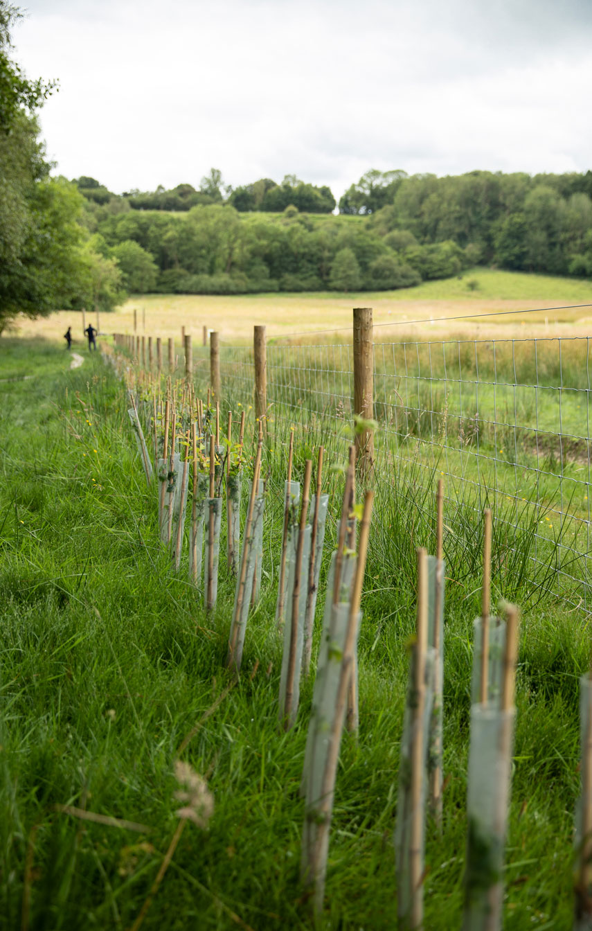 Newly created hedgerow in a dale landscape. Credit Charlie Fox.